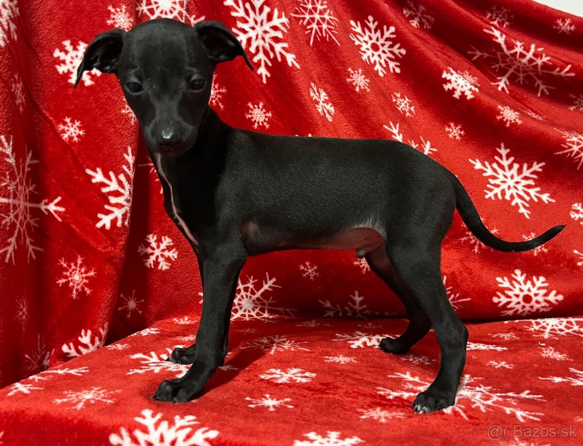 Taliansky chrtik - 2