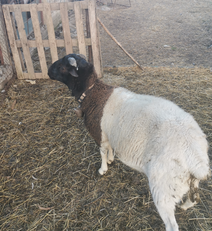 predam barana DORPER - 2