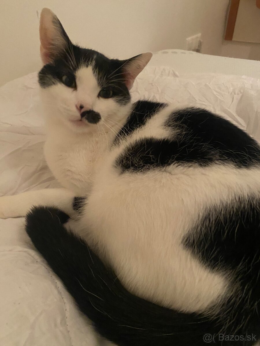 Darujem Kocúrika - 2