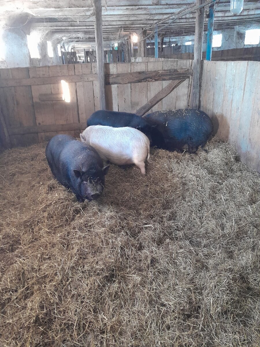 Vietnamske prasiatka - 2