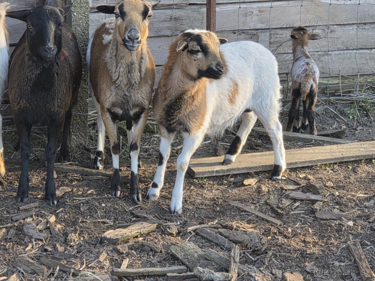 Kamerunský baranček - 2