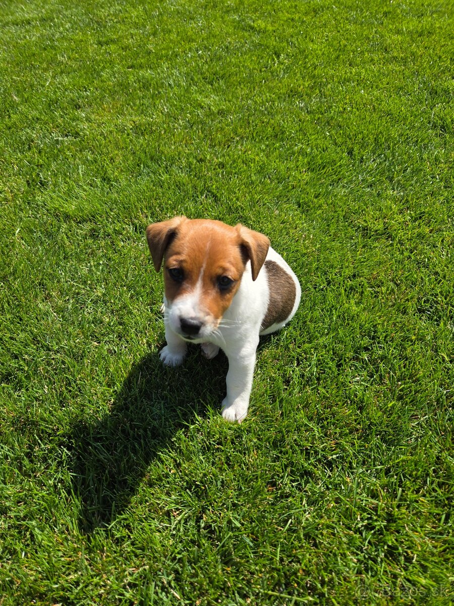 Predám šteňa Jack Russell Teriér - 2