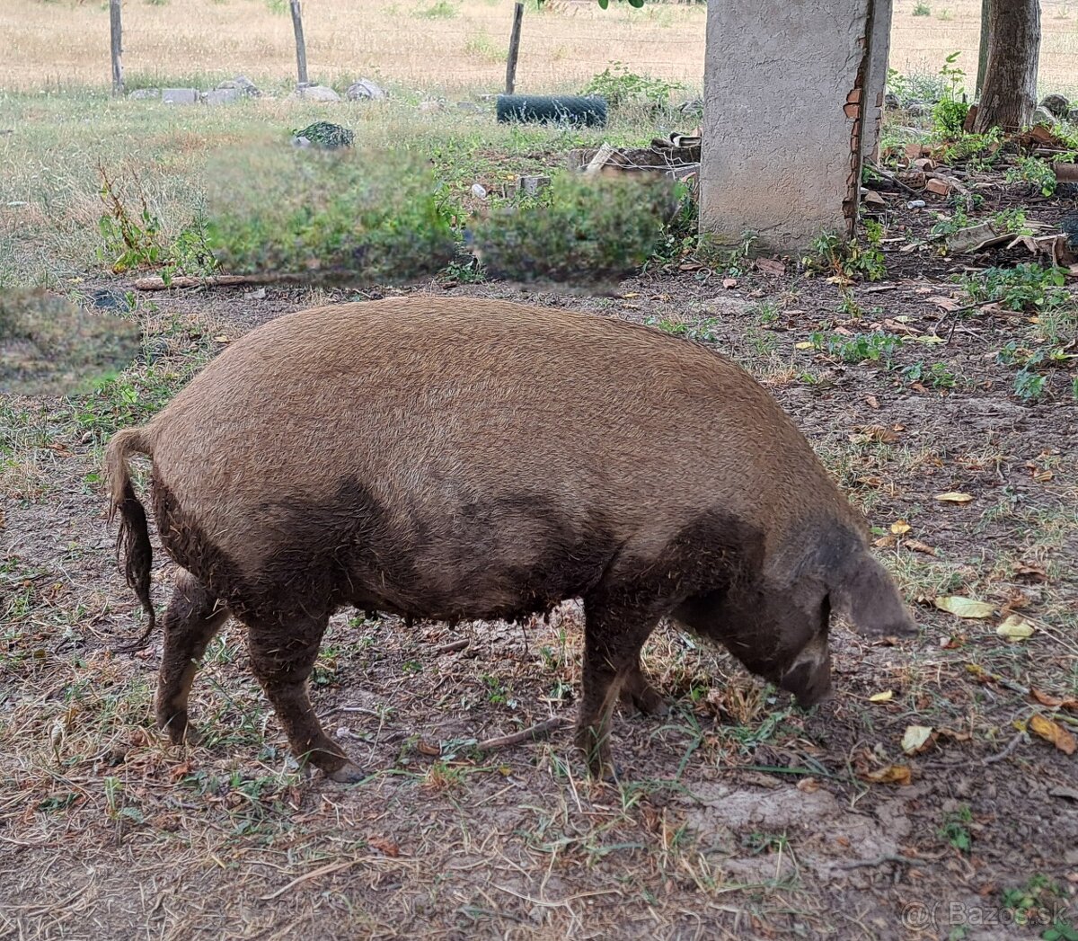 Mangalica prasná - 2