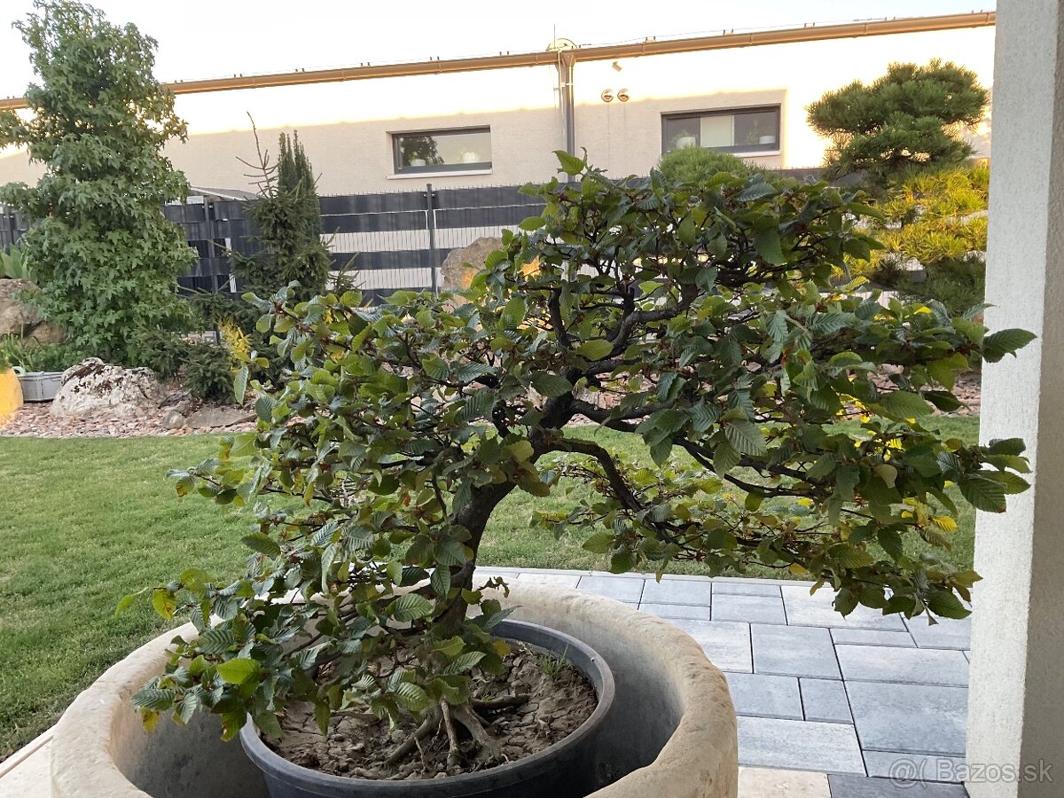 Predám yamadori - 2