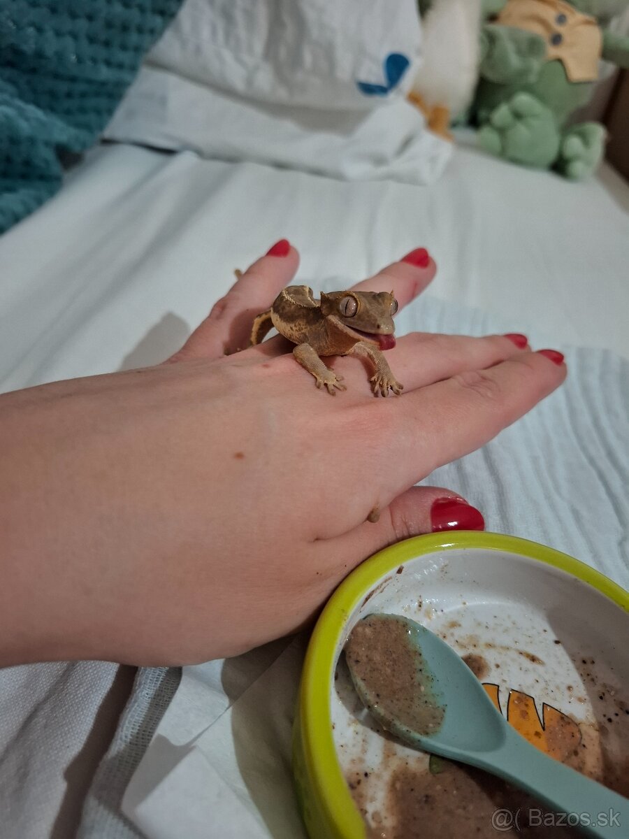 Pagekón riasnaty - 2