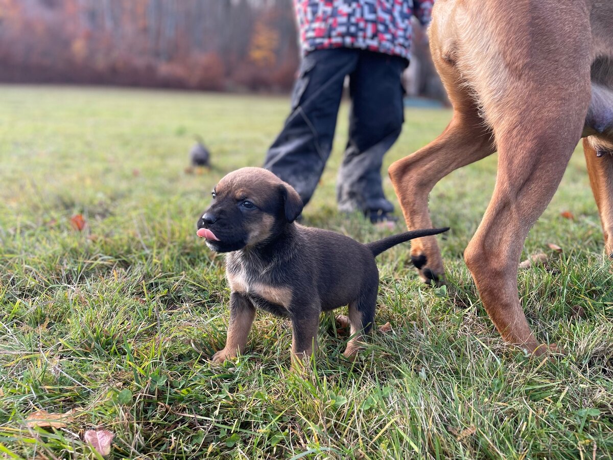 Hľadáme domov pre šteniatka ❤️ - 2