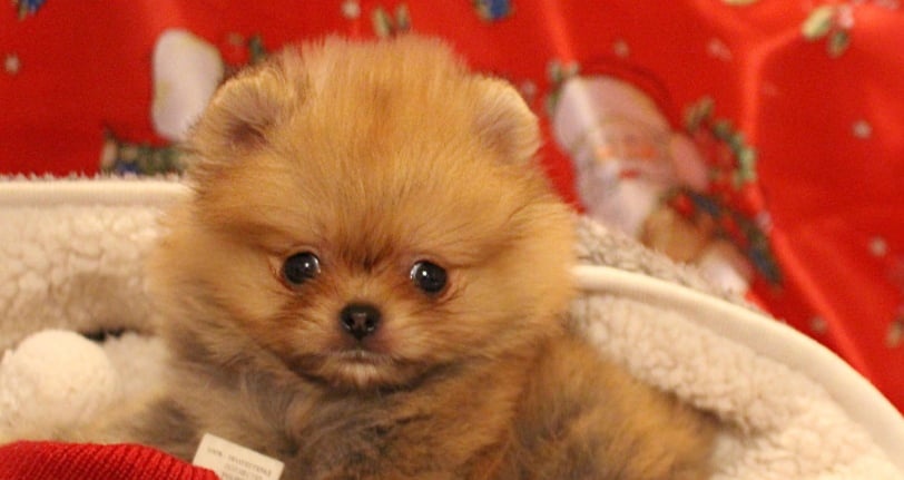Pomeranian - 2