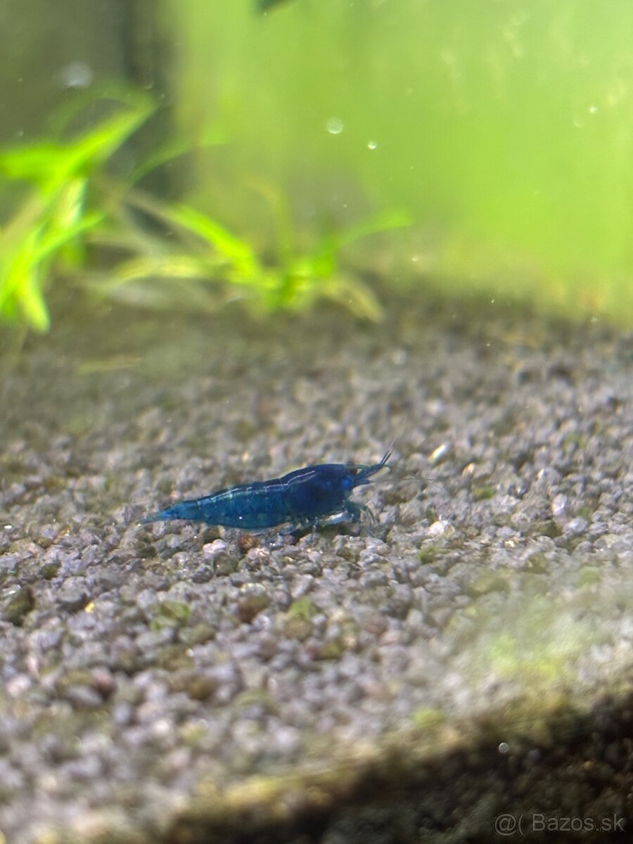 Blue dream krevetky - 2