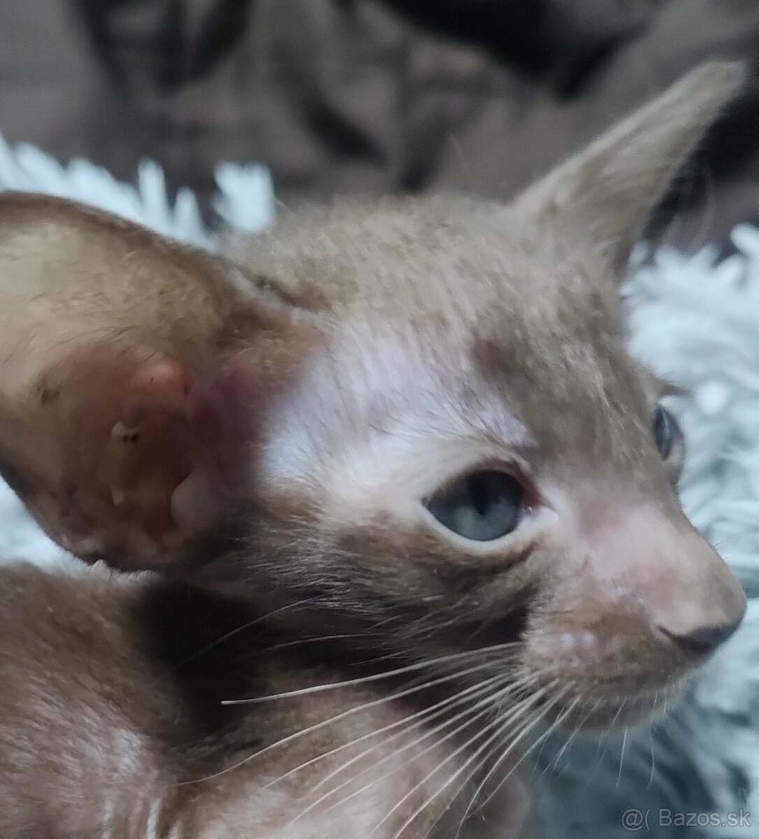 Orientálna kratkosrsta mačka OSH-Kubo - 2