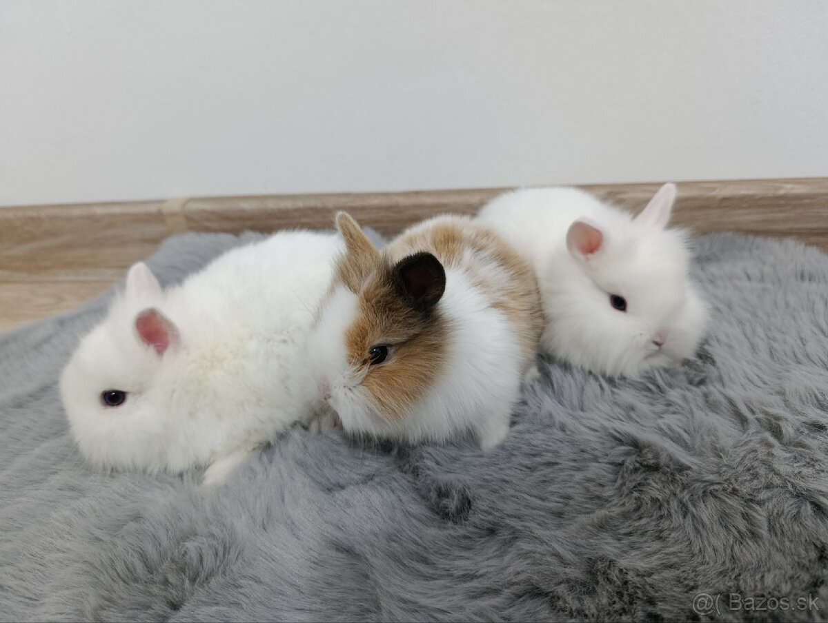 Zakrsly zajačik - 2