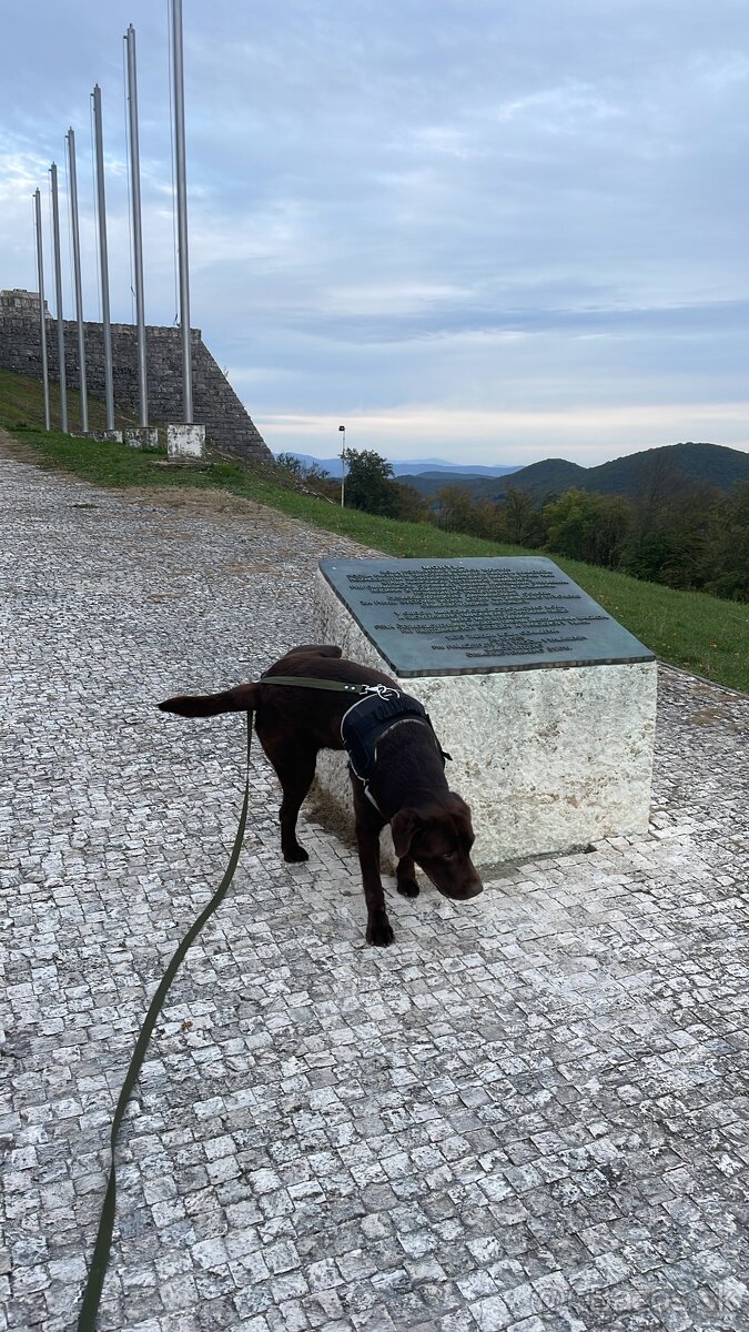 Hnedý Labrador na krytie - 2
