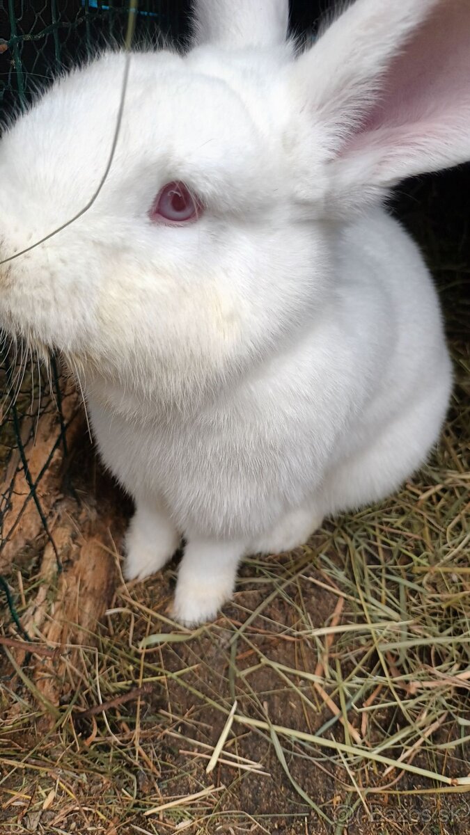 Predám zajace na ďalší chov - 2