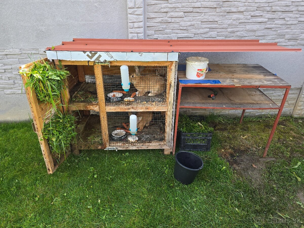 Zajace a zajačinec - 2