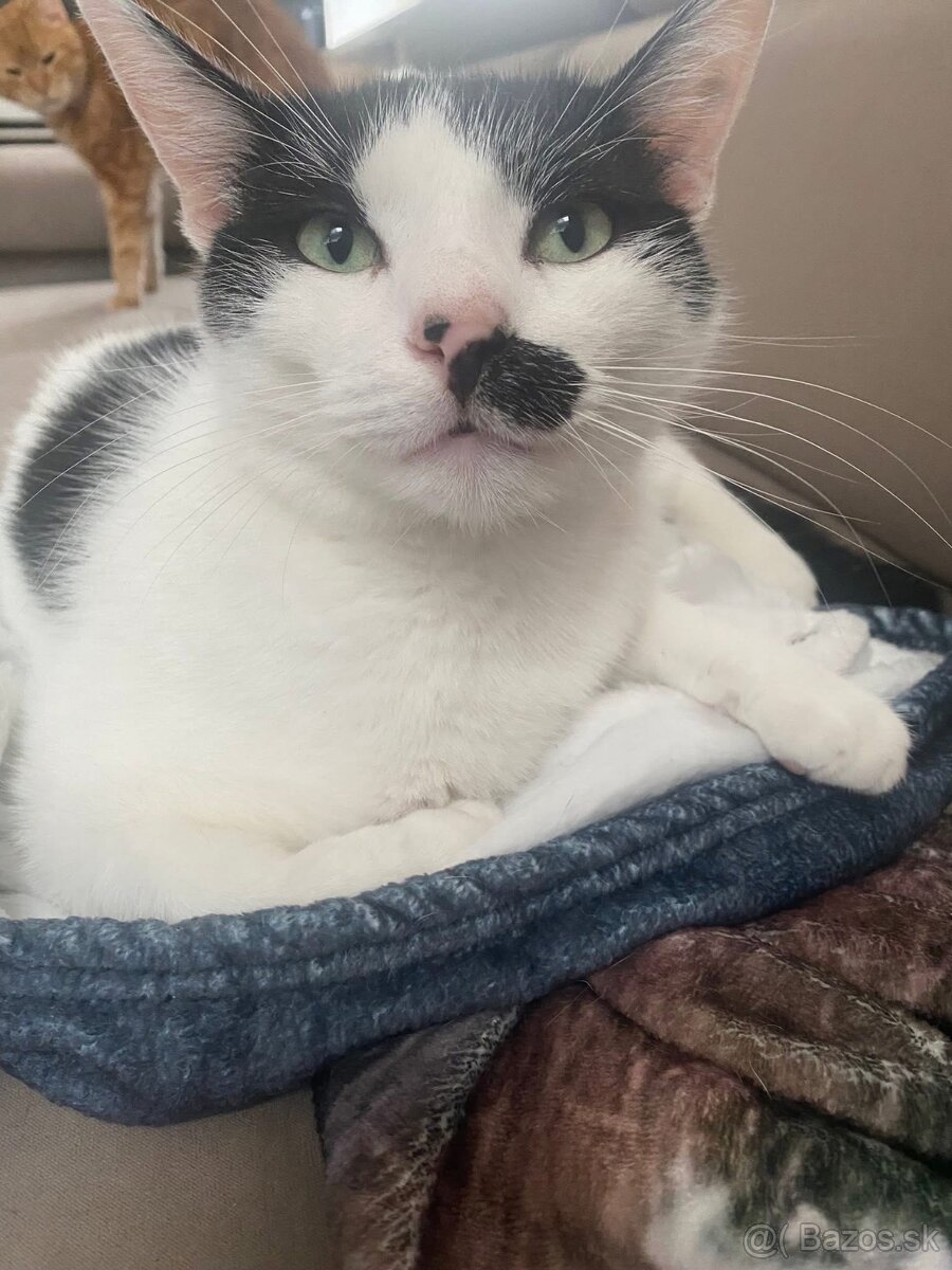 Darujem kocúrika - 2