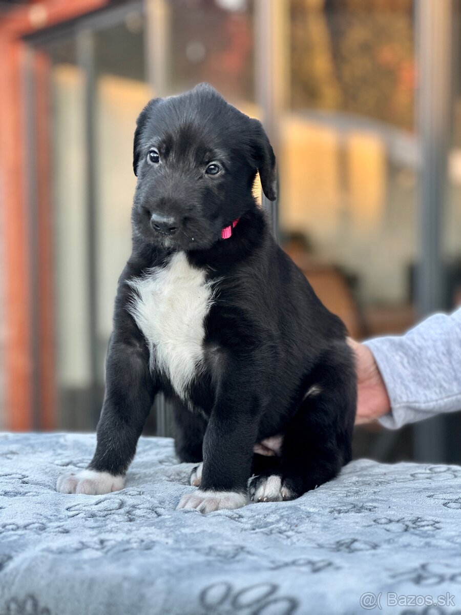 Írsky vlkodav s PP - 2