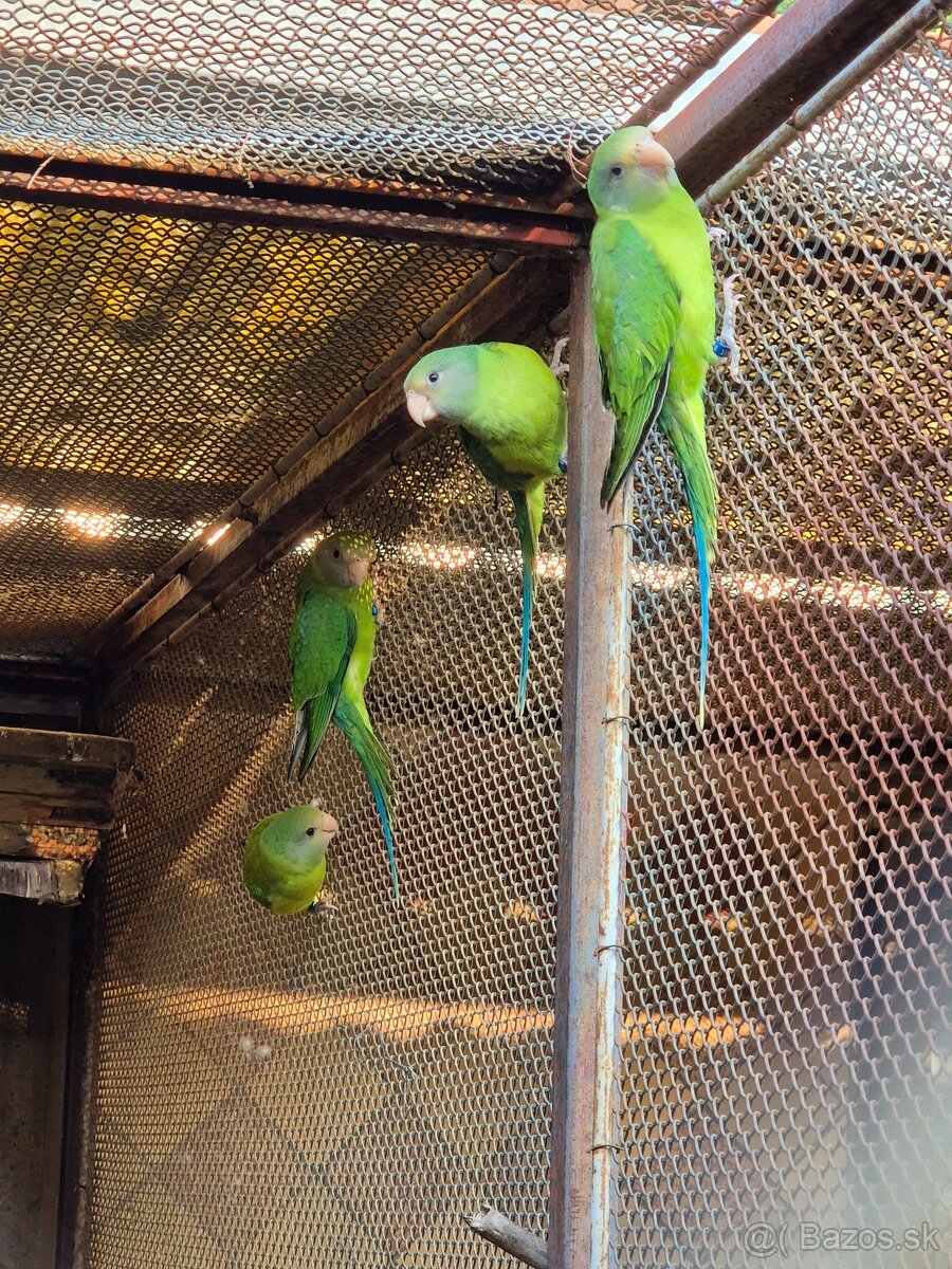 Alexander červenohlavý - 2