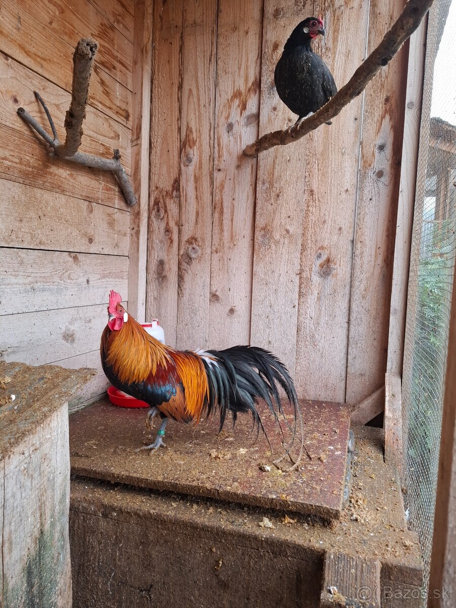 Fenixky, sliepky - 2