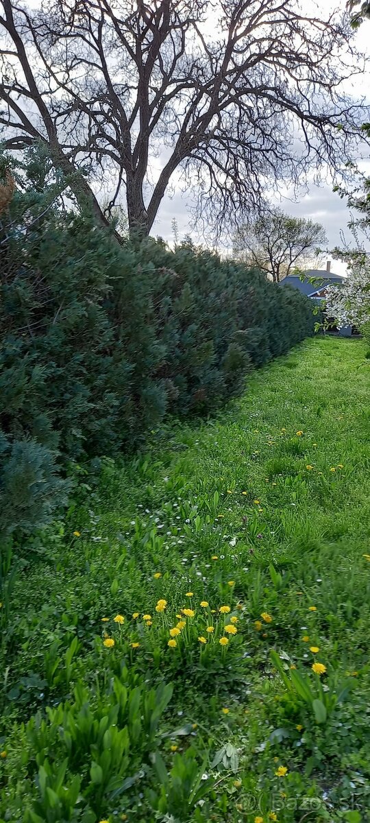 Predaj pozemku v Komárovciach - 2