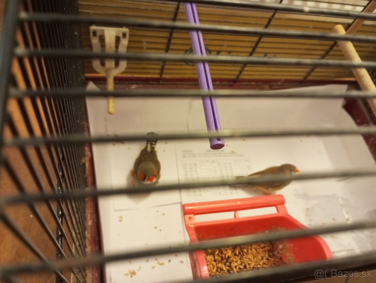 Predám párik zebričiek - 2