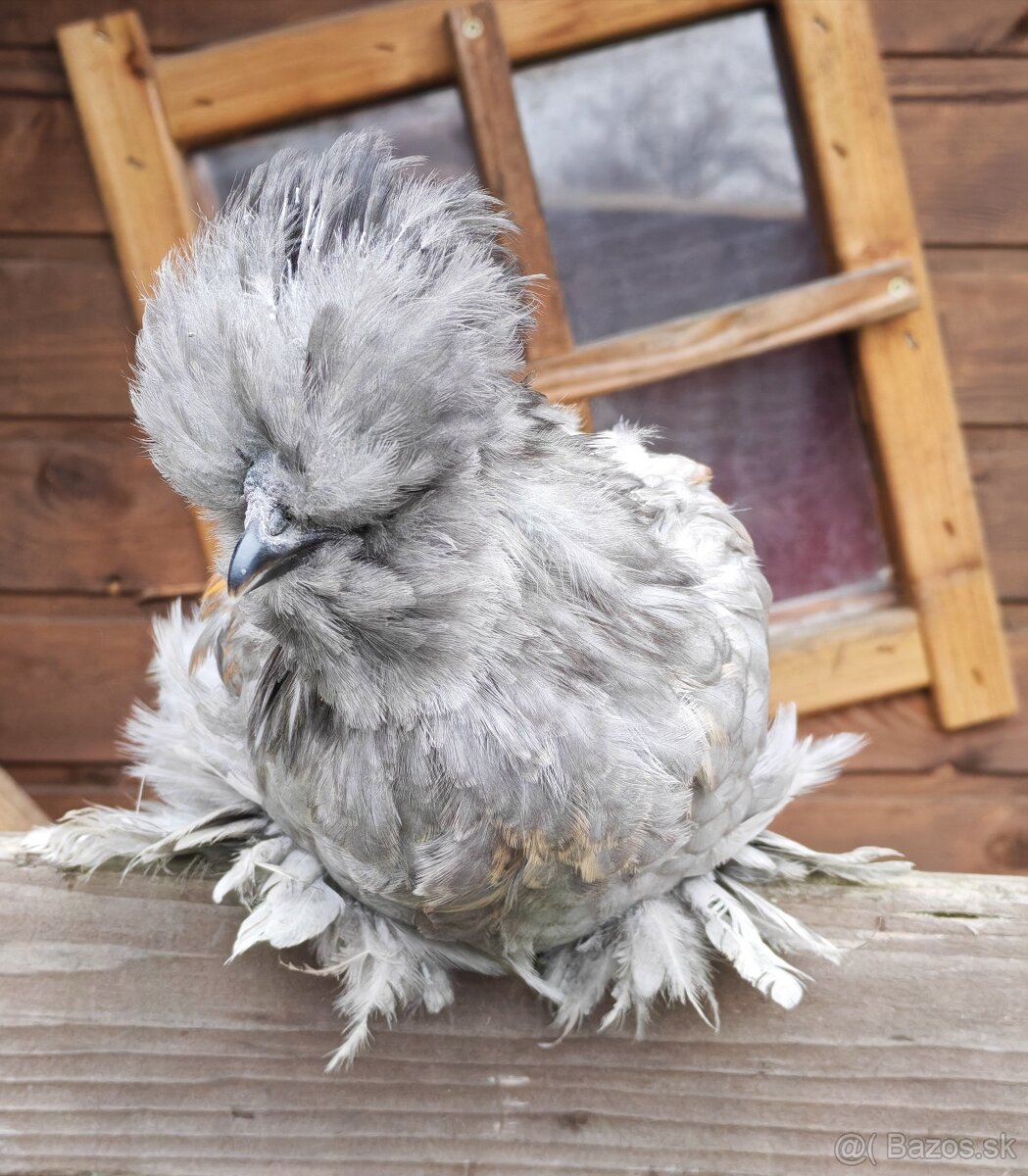 Kohútik USA satin - 2