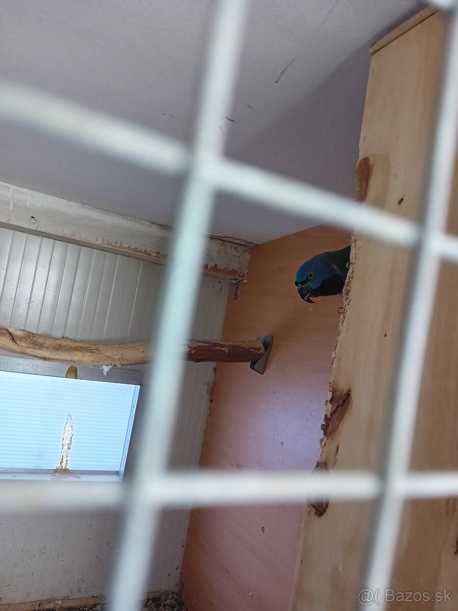 Alexander Čínský - 2