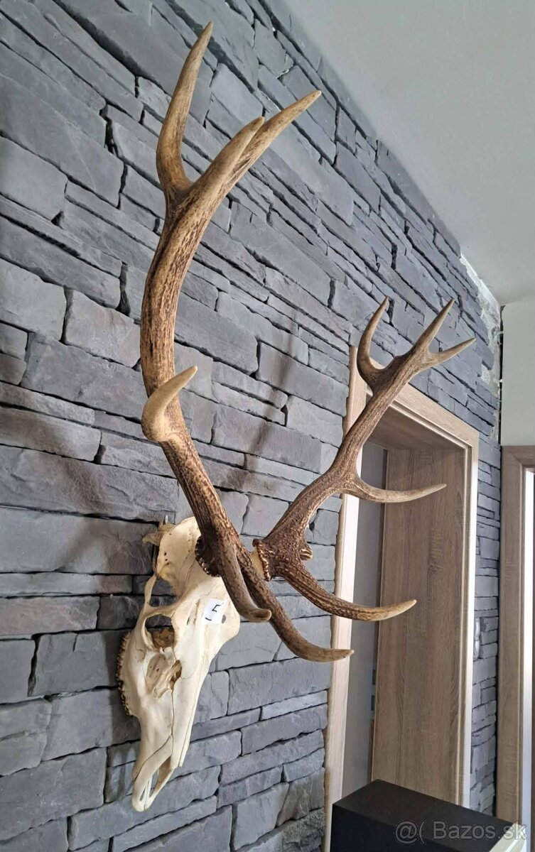 Jelenia trofej, parohy - 2