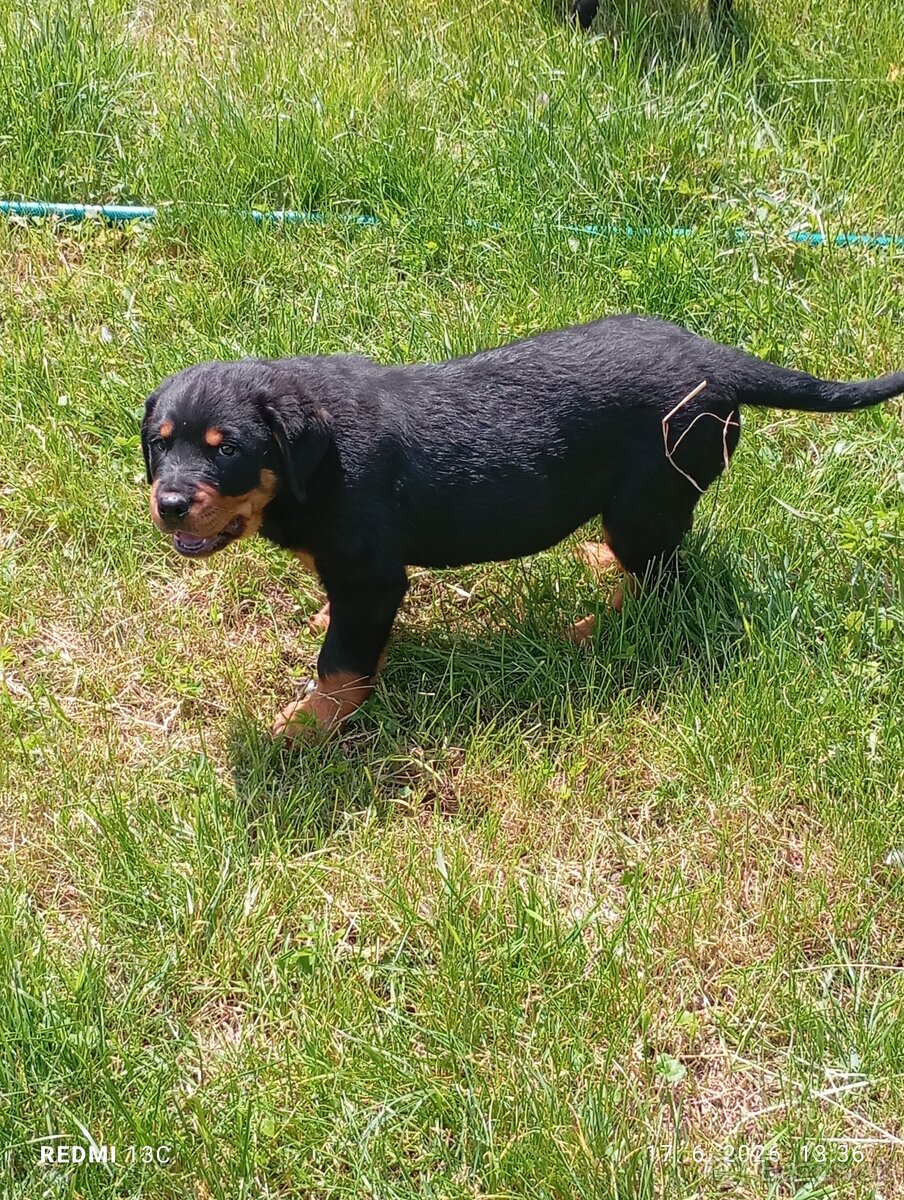 Rotweiler, Rotvajler - 2