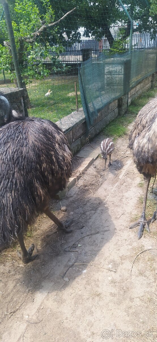 Emu - 2