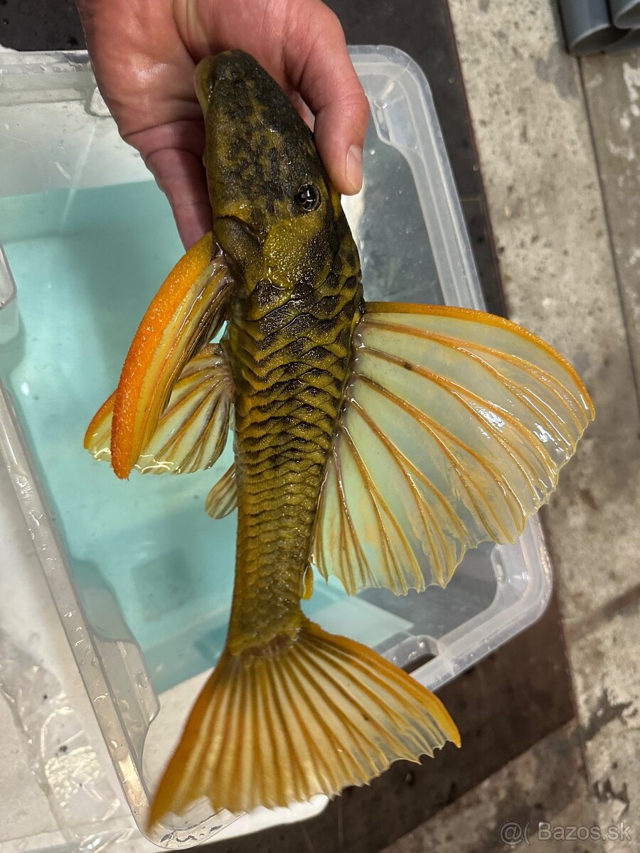 Hypostomus luteus - 2