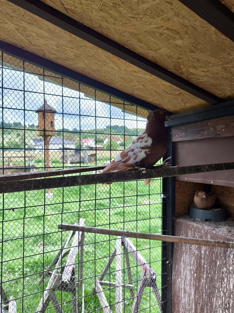 predám holuby - 2