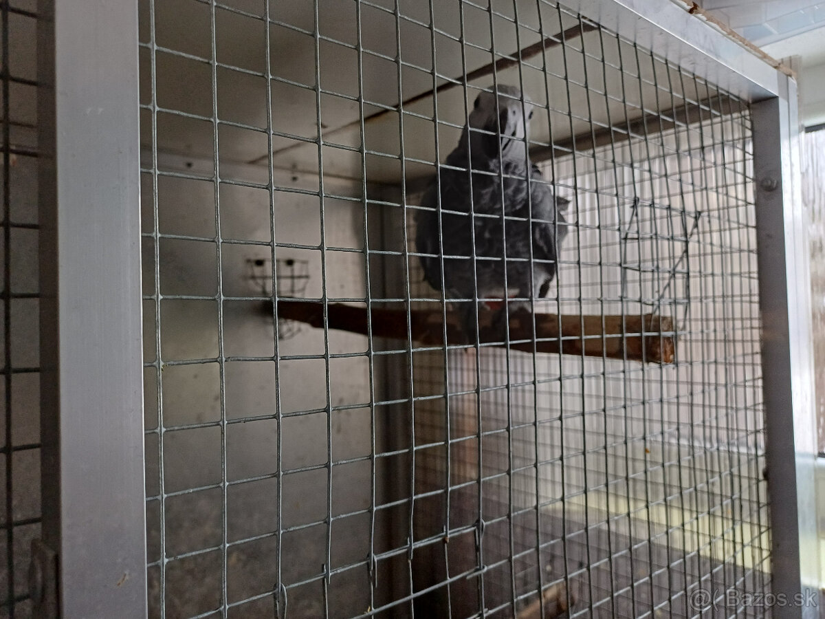 Predám samičku Žako kongo - 2