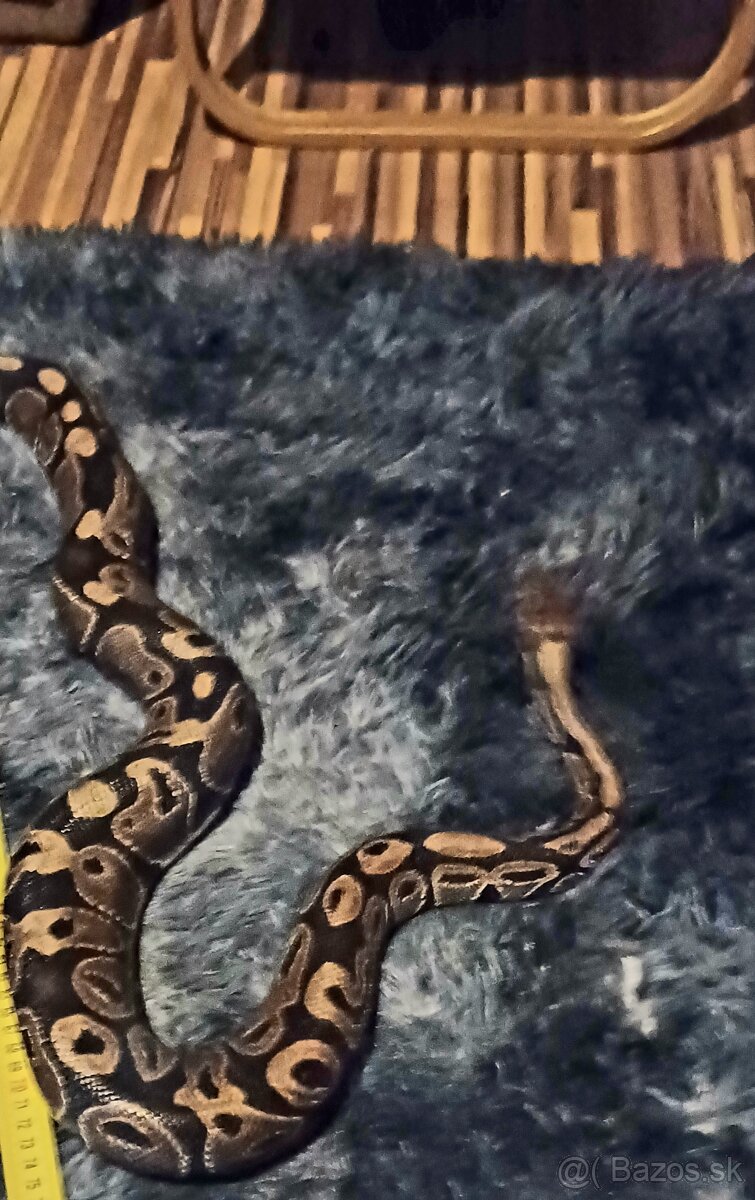 Pyton kráľovský - 2