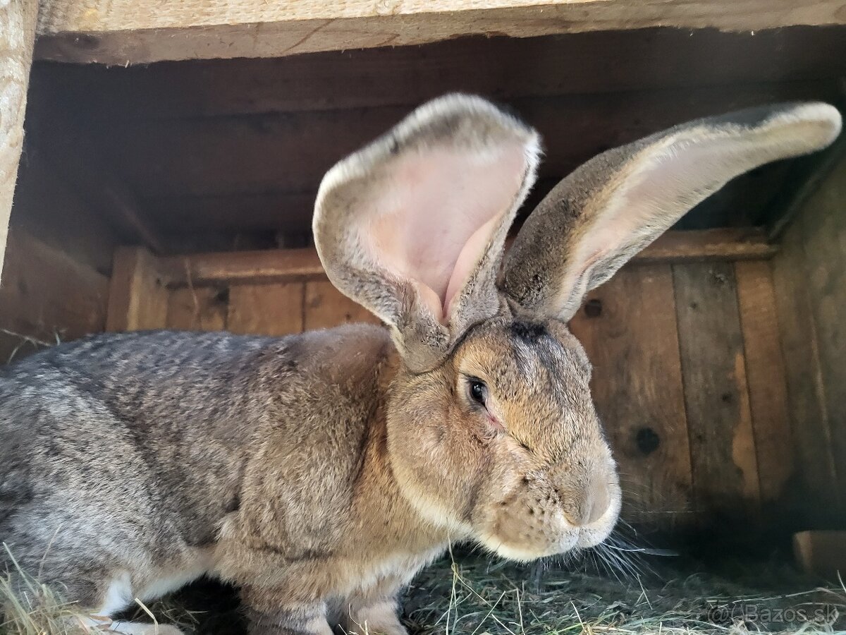 belgický obor, nemecký obrovitý strakoš - 2