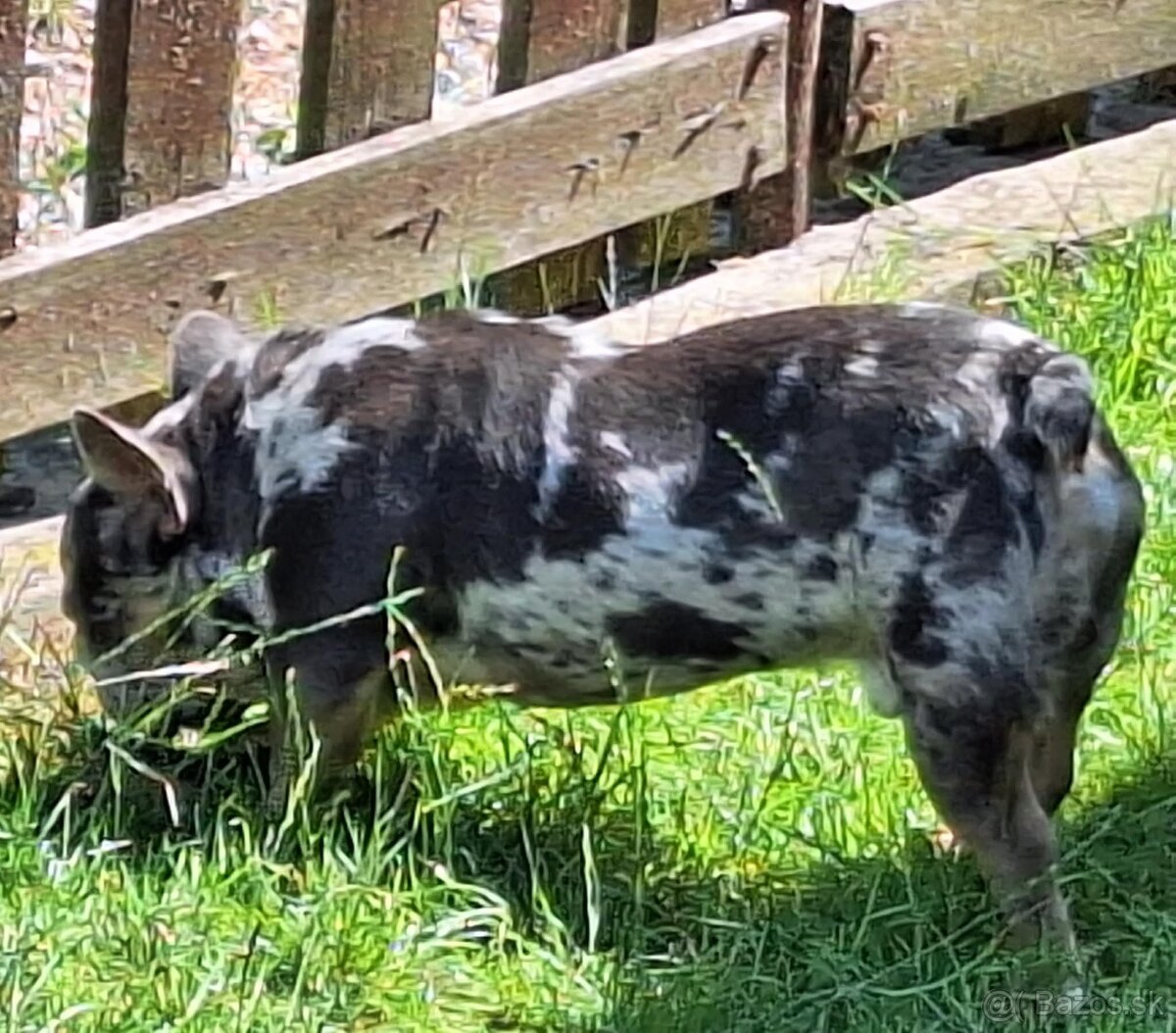 Francúzsky buldoček - 2