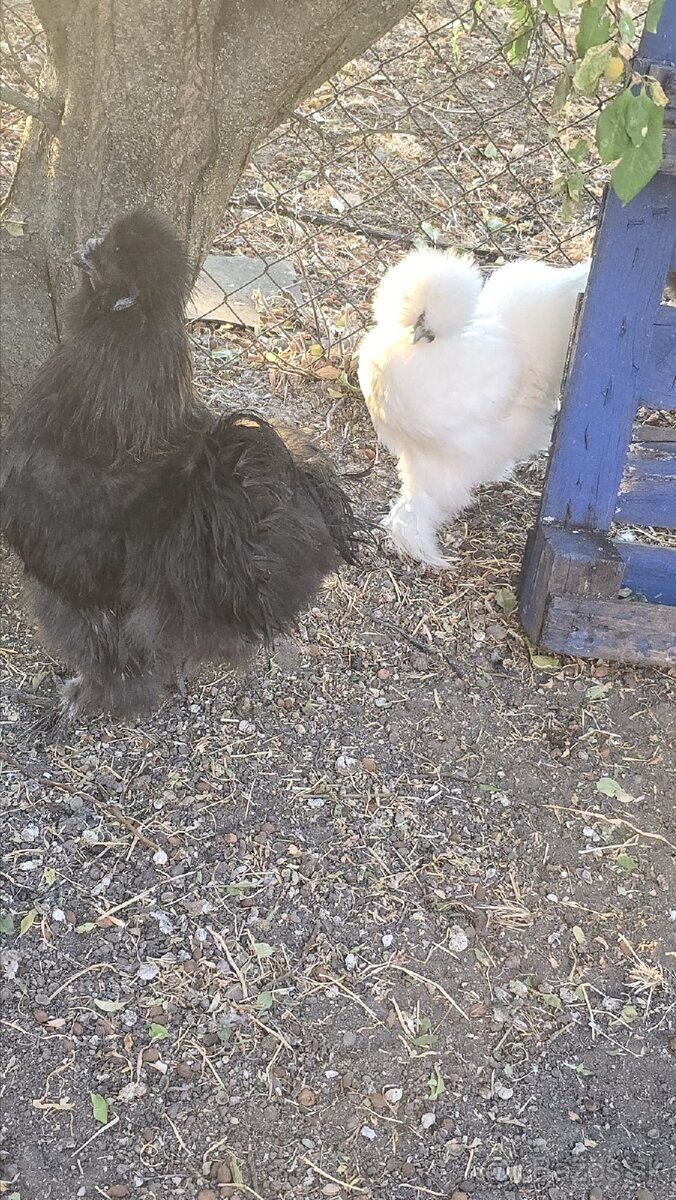 Hodvábničky + araucana - 2