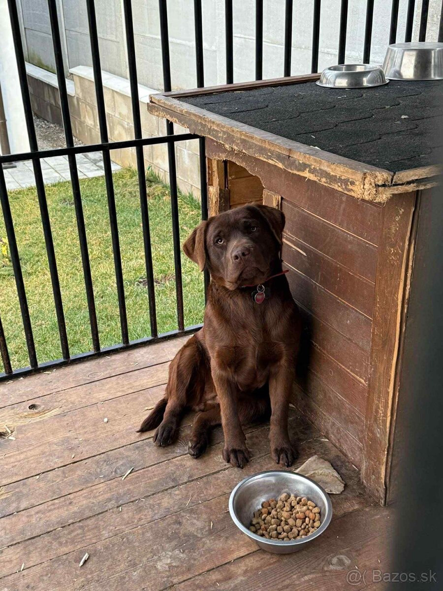 Labrador šteniatka - 2