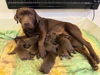 Labrador šteniatka - 2
