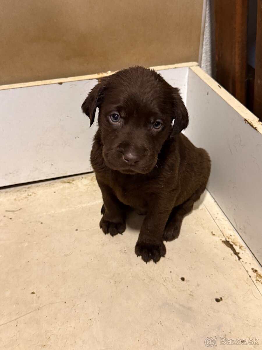 Posledný psík Čokoládového labradora šteniatko. - 2