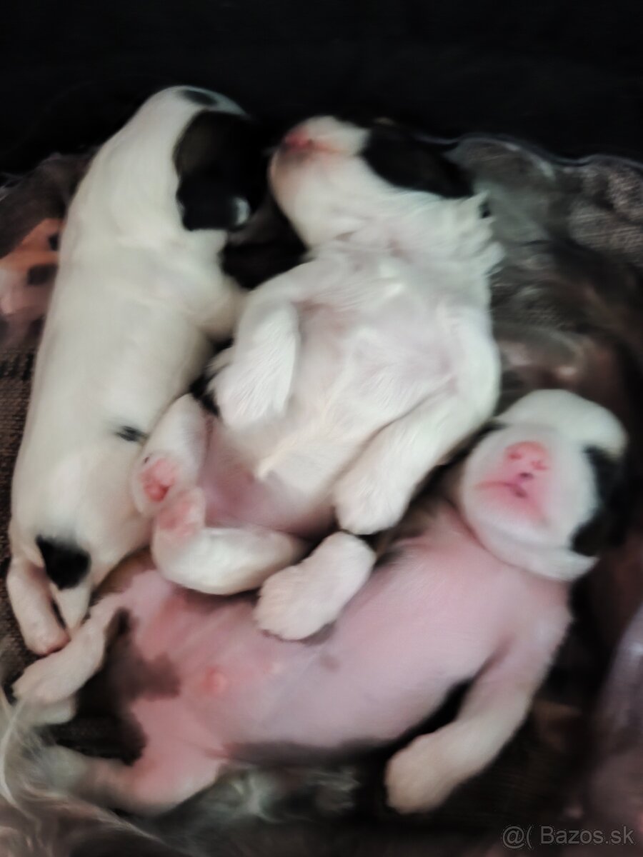 Čínsky chocholatý pes - 2