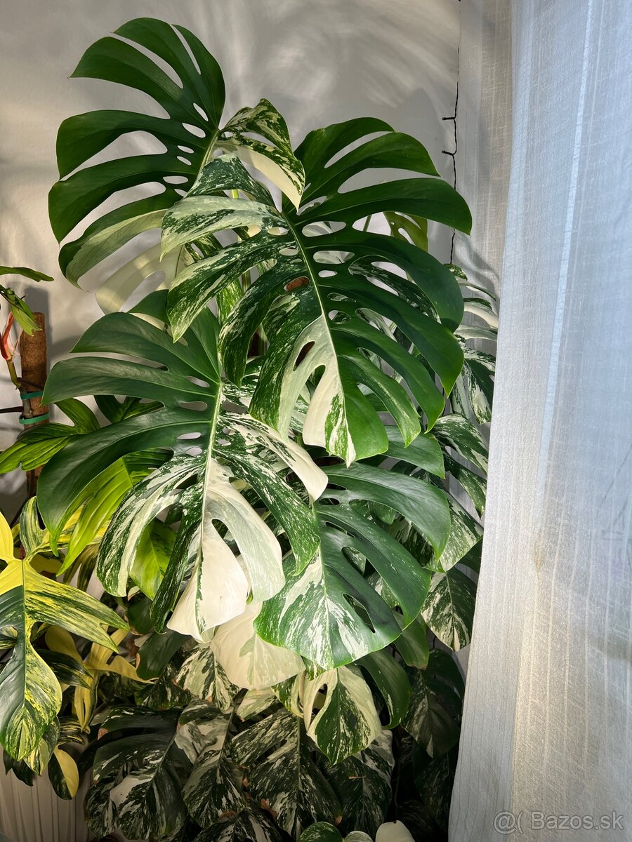 Monstera deliciosa albo - 2