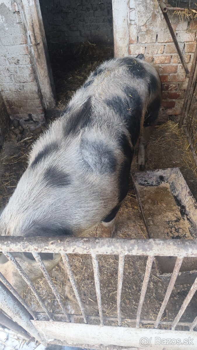 Jatočné ošípané - 2