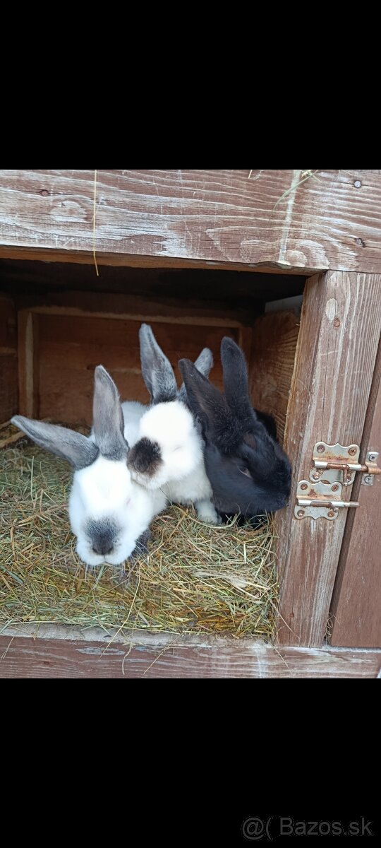 Predám zajace - 2