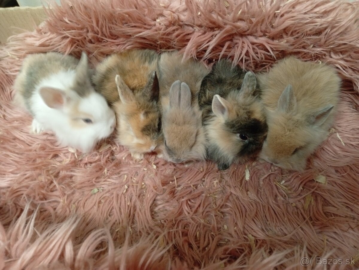 Zakrslý zajko - 2