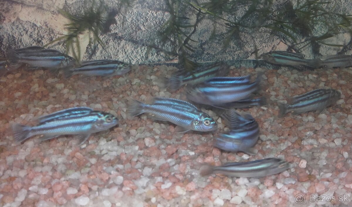 Malawi cichlidka - 2