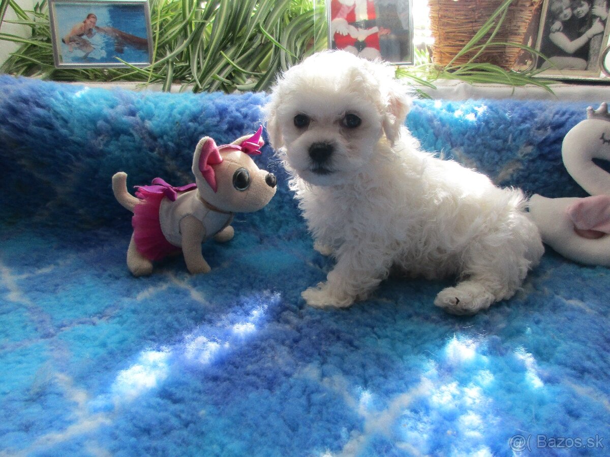 Boloňský psík - boloňáček - 2