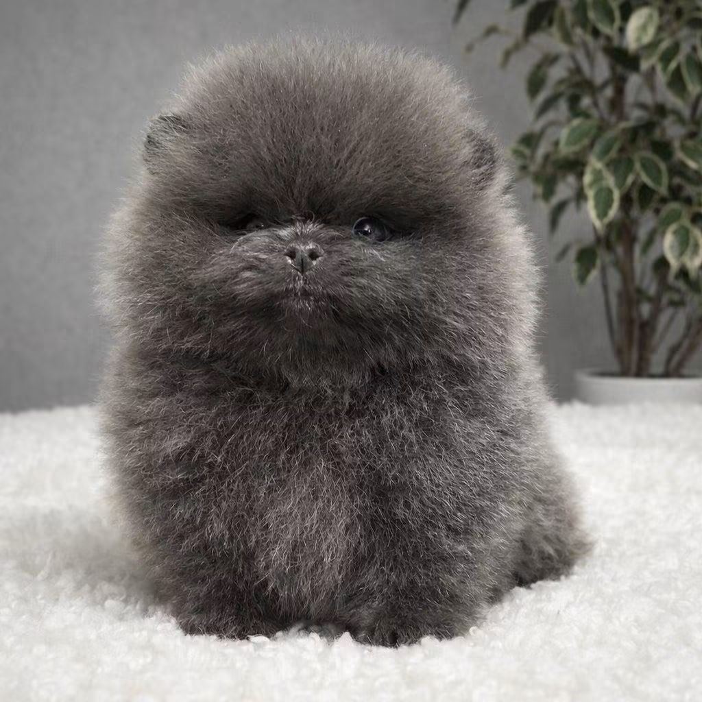 Pomeranian mini black - 2