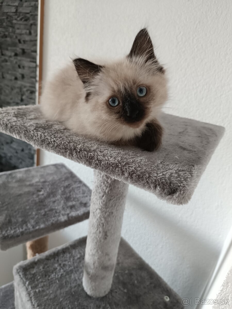 Mačiatka Ragdoll - 2