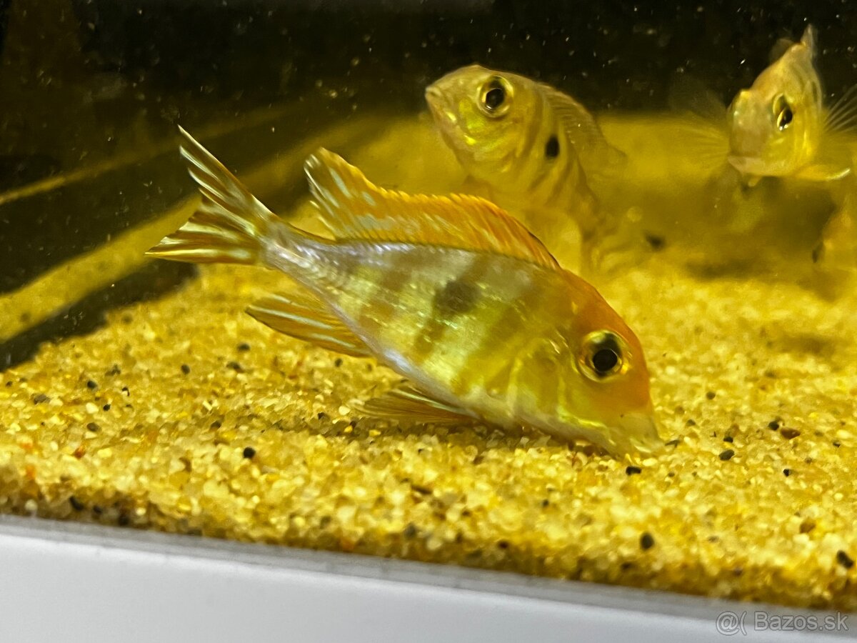 Geophagus sp. “Tapajos Red Head” - 2