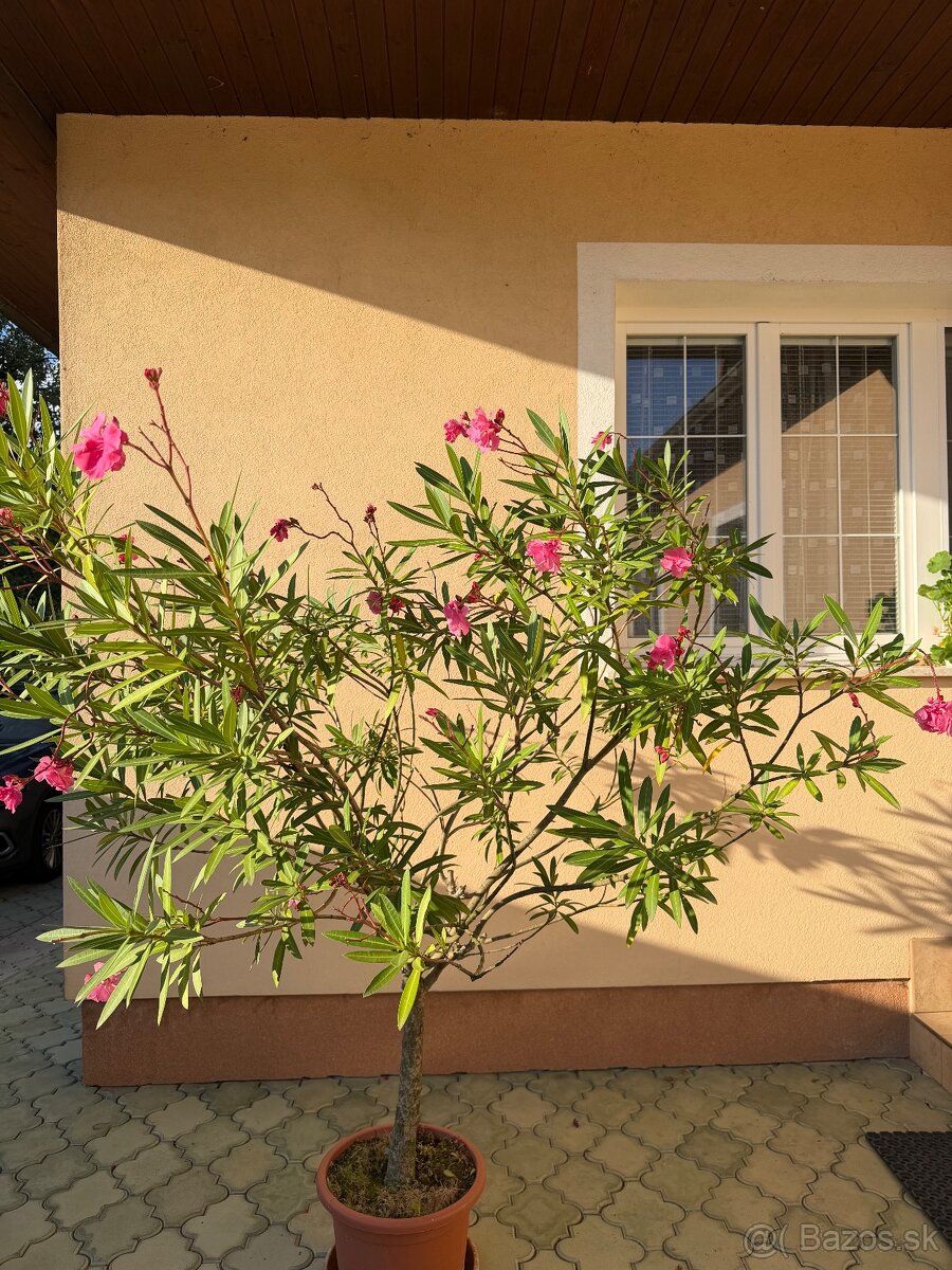 Oleander - 2