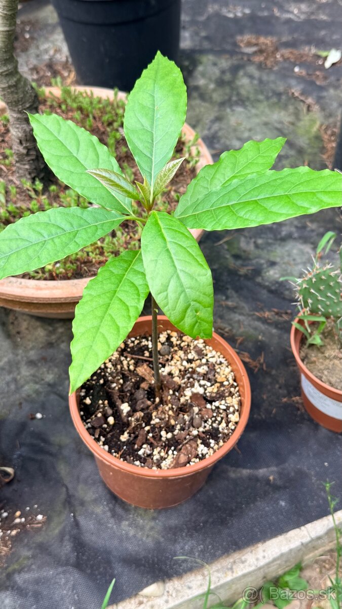 Avokado Rastinka - 2